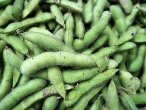 農(nóng)村大嫂巧種優(yōu)質(zhì)蔬菜，年收兩茬創(chuàng)收高，畝收益達(dá)1.2萬(wàn)元